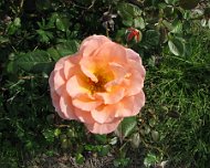 IMG_0716 Tyler, TX: Rose Garden