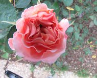 IMG_7329 Tyler, TX: Rose Garden
