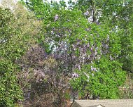 IMG_7333 Tyler, TX: Wisteria....about 50' tall