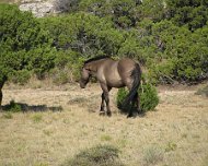 Wild Horses Bighorn Canyon National Recreation Area