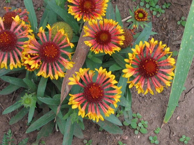 NorthernNM August 18-21 Las Vegas, Storie Lake, Mora, Cleveland