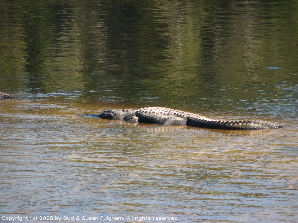 AlachuaSink