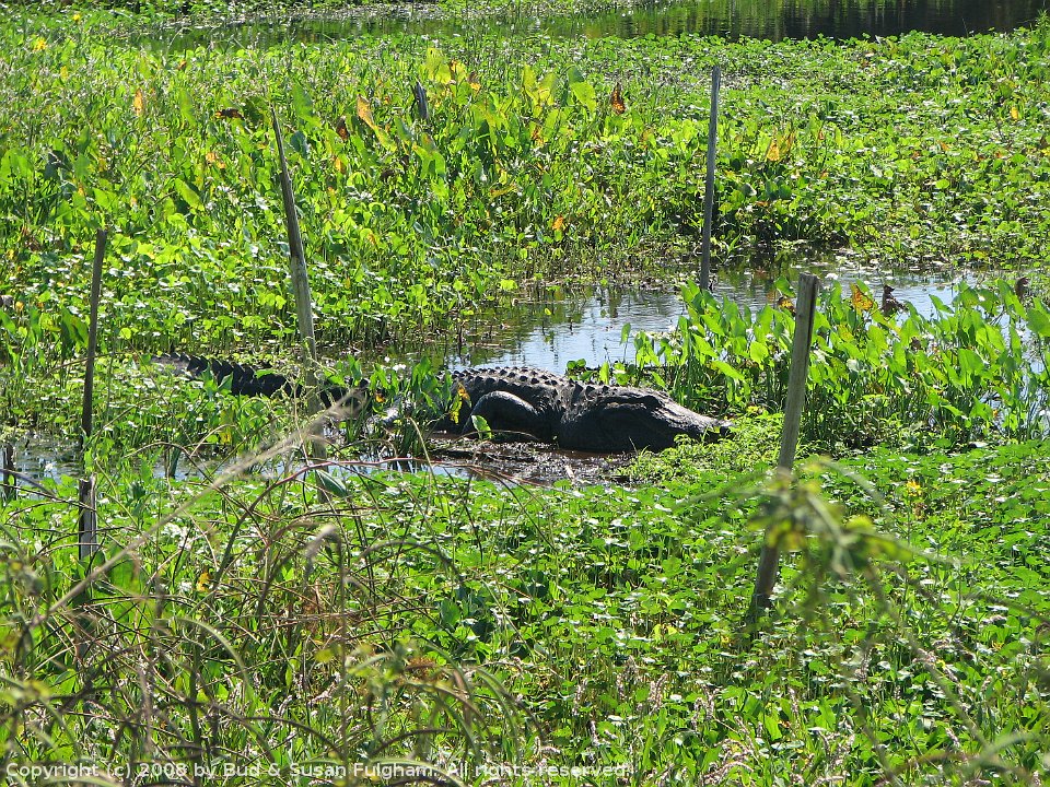 AlachuaSink